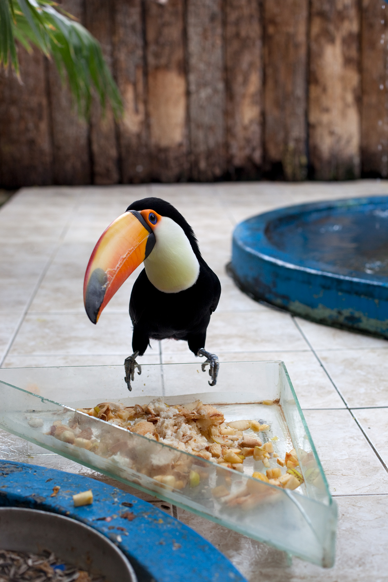 Wolfgang Tillmans, Tukan (Toucan), 2010; courtesy of the artist, David Zwirner, New York / Hong Kong, Galerie Buchholz, Berlin / Cologne, Maureen Paley, London